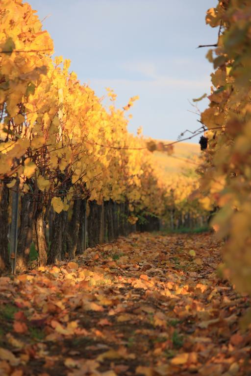 Gites Des Dix Vins Dangolsheim Bagian luar foto